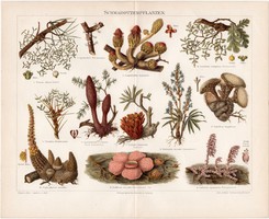 Parazita növények, litográfia 1898, német nyelvű, eredeti, színes nyomat, növény, virág