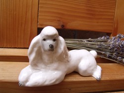 Lomonosov poodle dog