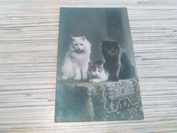 Antik cicás képeslap.