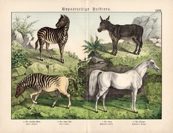 Ló, szamár, zebra, kvagga, litográfia 1886, német nyelvű, eredeti, 32 x 41 cm, nagy méret, patások
