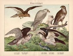 Rétihéja, egerészölyv, halászsas, litográfia 1886, eredeti, 32 x 41 cm, nagy méret, ragadozó madár