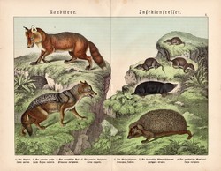 Ragadozók és rovarevők, litográfia 1886, német, eredeti, 32 x 41 cm, nagy méret, sakál, róka, sün