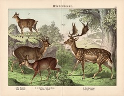 Őz, dámvad, szassza, litográfia 1886, német, eredeti, 32 x 41 cm, nagy méret, patások, szarvas