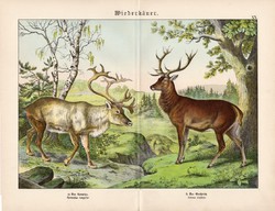 Rénszarvas, gímszarvas, litográfia 1886, német, eredeti, 32 x 41 cm, nagy méret, patások, szarvas