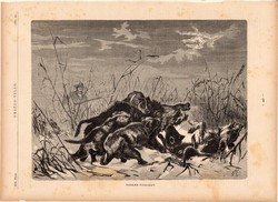 Vadkan vadászat (2), fametszet 1881, metszet, nyomat, 22 x 30 cm, Ország - Világ, vaddisznó, vadász