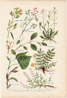 Gyógynövények (4), színes nyomat 1931, növény, gyógy, fekete mustár, kutyabenge, libapimpó, füstike