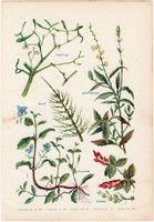Gyógynövények (6), színes nyomat 1931, növény, gyógyítás, veronika, fagyöngy, zsurló, apróbojtorján