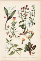 Gyógynövények (5), színes nyomat 1931, növény, gyógy, árvácska, árvacsalán, kankalin, tüdőfű kalánfű