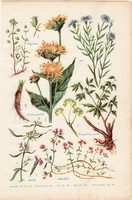 Gyógynövények (2), színes nyomat 1931, növény,,gyógy, majorána, kakukfű, angyelika, izsóp, len