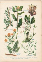 Gyógynövények (1), színes nyomat 1931, növény, medveszőllő, izlandi zuzmó, porcsin keserűfű, gyógy