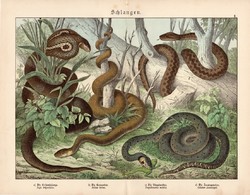 Kobra, vipera, örvös sikló, erdei sikló, litográfia 1886, eredeti, 32 x 41 cm, nagy méret, kígyó