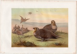 Talpastyúk, litográfia 1883, színes nyomat, eredeti, Brehm, Thierleben, állat, madár, Ázsia, tatár