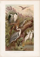Bakcsó és gémformák, litográfia 1883, színes nyomat, eredeti, Brehm, Thierleben, állat, madár, gém