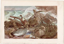 Tengeri rák, litográfia 1884, színes nyomat, eredeti, német, Brehm, Thierleben, állat, óceán, tenger