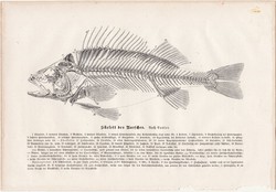 Hal csontváz, egy színű nyomat 1883, eredeti, Brehm, Thierleben, állat, hal, váz, német, szálka