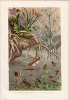 Vízipoloska és vízipók, litográfia 1884, színes nyomat, eredeti, Brehm, Thierleben, állat, rovar víz
