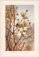Méhek, litográfia 1884, színes nyomat, eredeti, Brehm, Thierleben, állat, méh, virág, beporzás