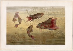 Nagyszárnyú halak, litográfia 1883, színes nyomat, eredeti, Brehm, Thierleben, állat, hal, óceán