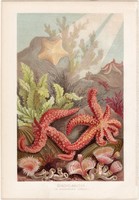 Tüskésbőrűek, litográfia 1884, nyomat, eredeti, német, Brehm, Thierleben, állat, óceán, tenger