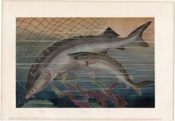 Tokhal, litográfia 1883, színes nyomat, eredeti, Brehm, Thierleben, állat, tenger, hal, óceán, tok