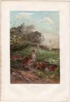 Fogoly, litográfia 1883, színes nyomat, eredeti, Brehm, Thierleben, állat, madár, Európa, fácánféle