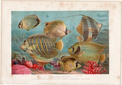 Sokszínű halak, litográfia 1883, színes nyomat, eredeti, Brehm, Thierleben, állat, hal, császárhal