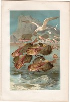 Repülőhal, litográfia 1883, színes nyomat, eredeti, Brehm, Thierleben, állat, hal, óceán, tenger