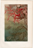 Vörös nemes korall, litográfia 1884, színes nyomat, eredeti, Brehm, Thierleben, állat, óceán, tenger