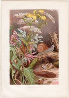 Földi csiga, litográfia 1884, színes nyomat, eredeti, német, Brehm, Thierleben, állat, csigaház