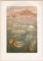Kehelyállatok, litográfia 1884, nyomat, eredeti, Brehm, Thierleben, állat, óceán, tenger, medúza
