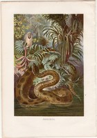 Anakonda, litográfia 1883, színes nyomat, eredeti, Brehm, Thierleben, állat, kigyó, óriáskigyó