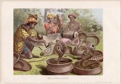 Pápaszemes kobra, litográfia 1883, színes nyomat, eredeti, Brehm, Thierleben, állat, kigyó, Ázsia