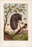 Dögrovarok egy vakondtetemen, litográfia 1884, nyomat, eredeti, Brehm, Thierleben, állat, rovar, dög