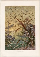 Kérész, litográfia 1884, színes nyomat, eredeti, Brehm, Thierleben, állat, szárnyas rovar, Európa