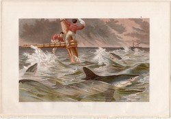 Kékcápa, litográfia 1883, színes nyomat, eredeti, Brehm, Thierleben, állat, tenger, óceán, cápa, hal