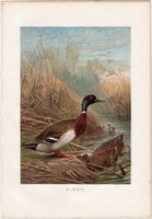 Vadkacsa, litográfia 1883, színes nyomat, eredeti, Brehm, Thierleben, állat, madár, tőkés réce
