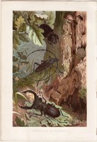 Szarvasbogár és nagy hőscincér, litográfia 1884, nyomat, eredeti, Brehm, Thierleben, állat, bogár