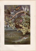 Sebes pisztráng, litográfia 1883, színes nyomat, eredeti, Brehm, Thierleben, állat, hal, folyó patak