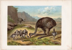 Nandu, litográfia 1883, színes nyomat, eredeti, Brehm, Thierleben, állat, madár, rhea, Dél - Amerika
