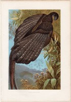 Argus - páva, litográfia 1883, színes nyomat, eredeti, Brehm, Thierleben, állat, madár, fácán, Ázsia