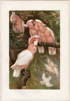 Inka kakadu, litográfia 1882, színes nyomat, eredeti, Brehm, Thierleben, állat, madár, Ausztrália
