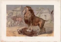 Oroszlán, litográfia 1883, színes nyomat, eredeti, Brehm, Thierleben, állat, ragadozó, emlős, Afrika