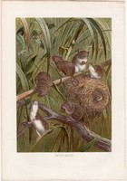 Törpeegér litográfia 1883, színes nyomat, eredeti, Brehm, Thierleben, állat, emlős, egér, Európa