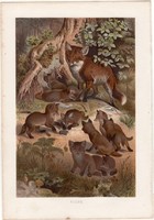 Róka, litográfia 1883, színes nyomat, eredeti, Brehm, Thierleben, állat, ragadozó, vörös, Európa