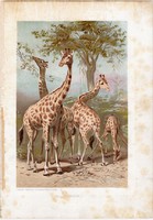 Zsiráf, litográfia 1903, színes nyomat, eredeti, magyar, Brehm, állat, Az állatok világa, Afrika