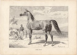 Arabs telivér, egy színű nyomat 1903, eredeti, magyar, Brehm, Az állatok világa, állat, ló