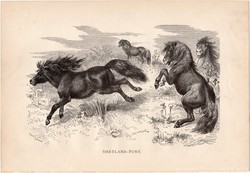 Shetlandi póni, egy színű nyomat 1891, német, eredeti, Tierleben, Brehm, állat, emlős, törpe ló
