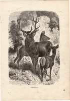 Gímszarvas, egy színű nyomat 1903, eredeti, magyar, Brehm, Az állatok világa, állat, szarvas