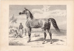 Arabs telivér, egy színű nyomat 1891, német, eredeti, Tierleben, Brehm, állat, emlős, arab, ló