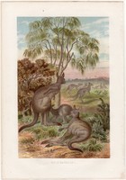 Óriáskenguru, litográfia 1883, színes nyomat, eredeti, Brehm, Thierleben, állat, kenguru, Ausztrália